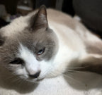 The Majestic Marshmallow™ – Deluxe Persian Edition
