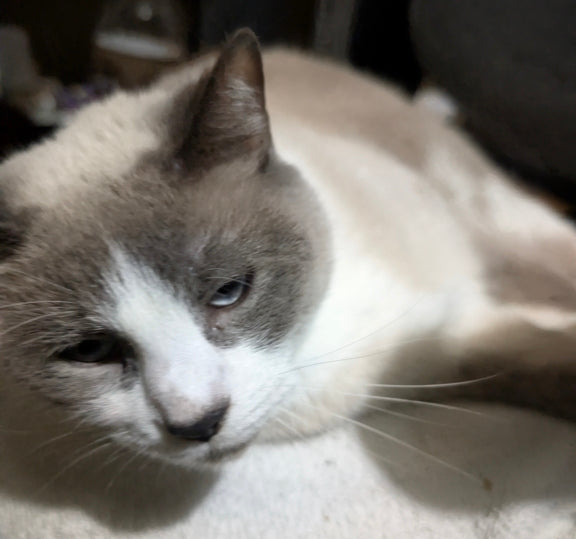 The Majestic Marshmallow™ – Deluxe Persian Edition