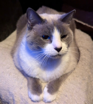 The Majestic Marshmallow™ – Deluxe Persian Edition