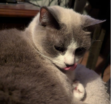 The Majestic Marshmallow™ – Deluxe Persian Edition