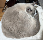 The Majestic Marshmallow™ – Deluxe Persian Edition