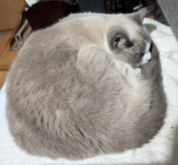 The Majestic Marshmallow™ – Deluxe Persian Edition